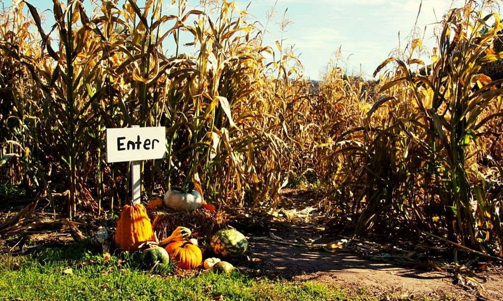 Pumpkin patches and Maize Mazes