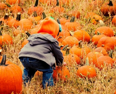 Pumpkin picking with kids