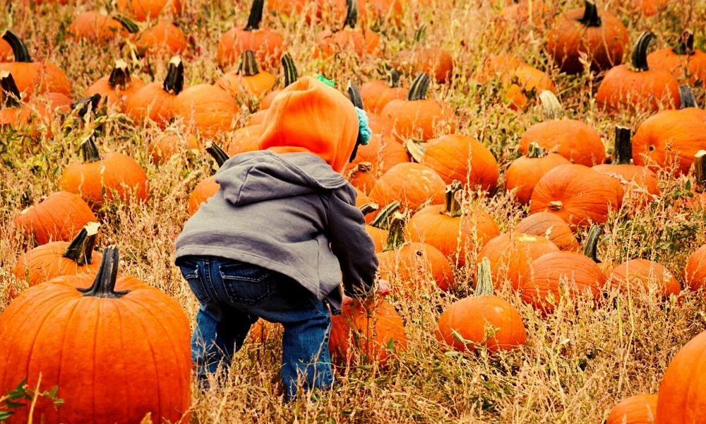 Pumpkin picking with kids