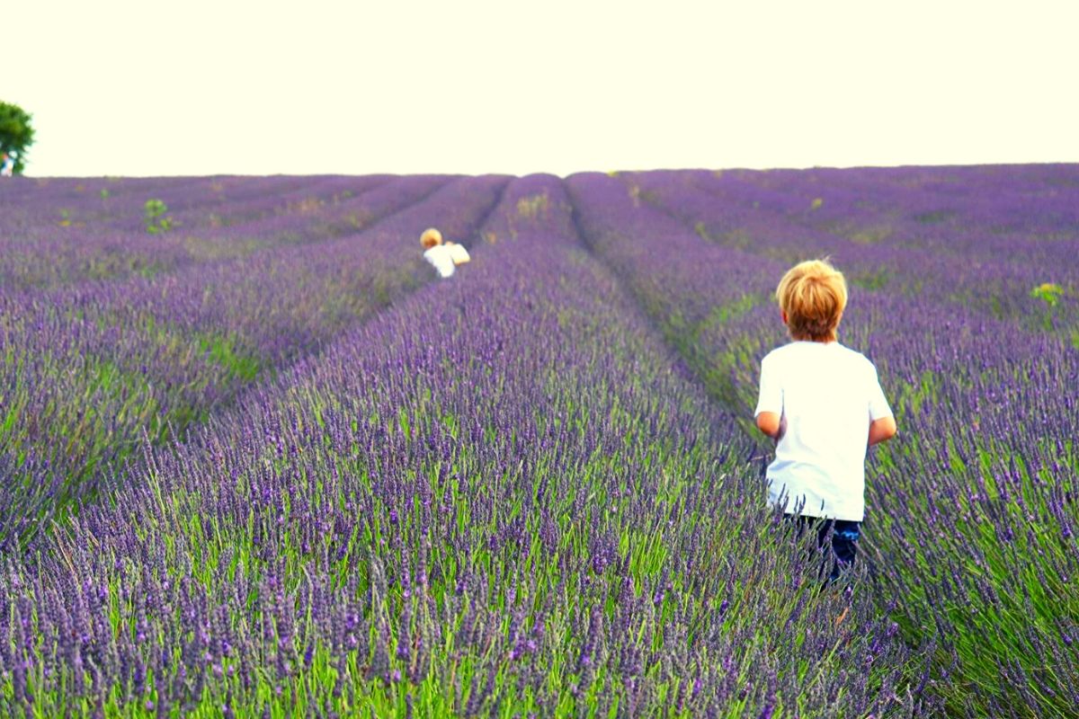 Rows of Lavender plants at the Hitchin Lavender Farm