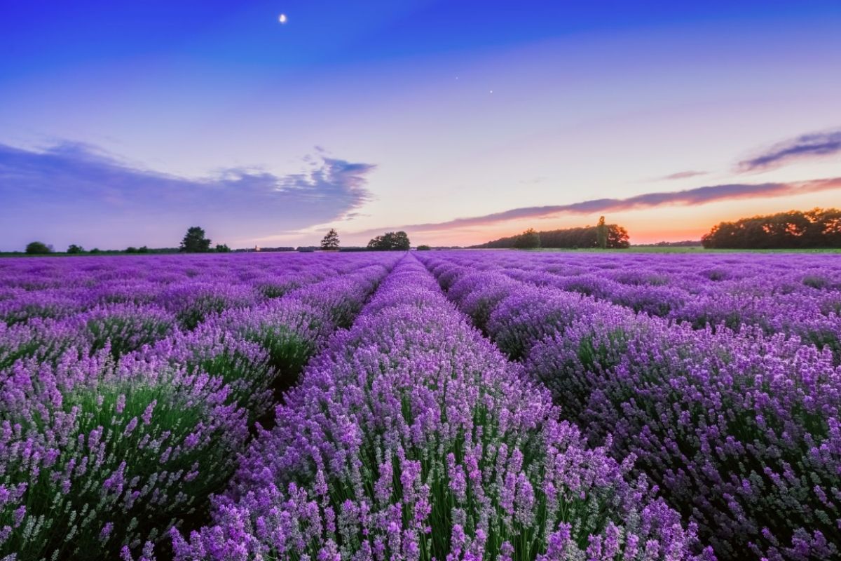 Rows of lavender at sunrise