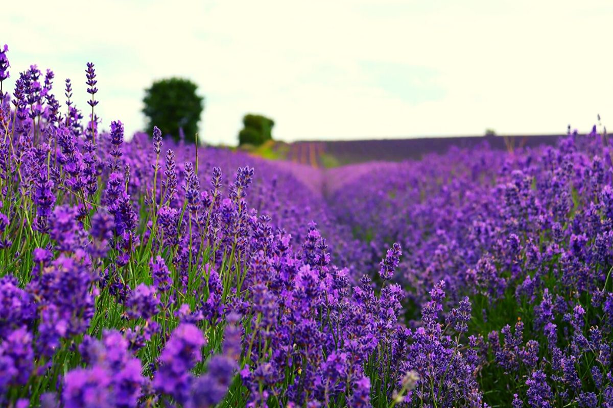 Rows of purple lavender