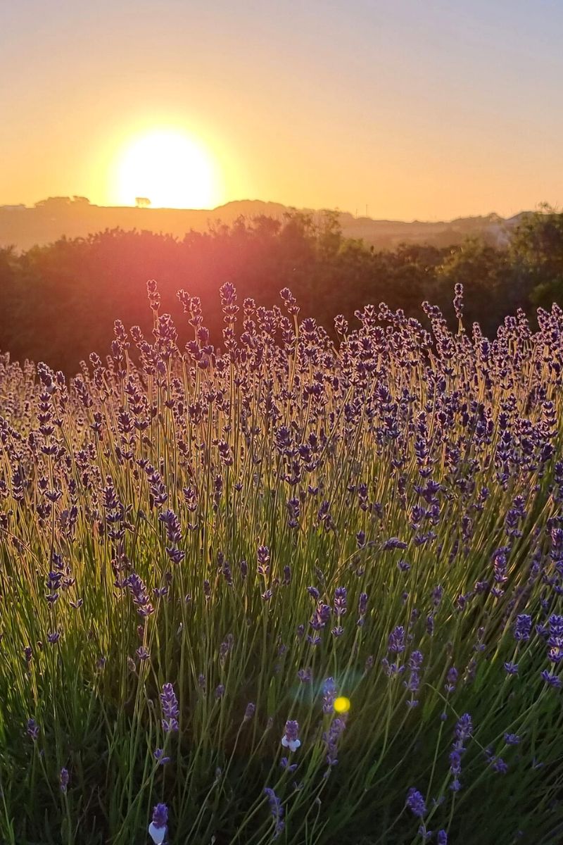 Sunset over the Cornish Lavender fields - one of the most beautiful places to see lavender in England.