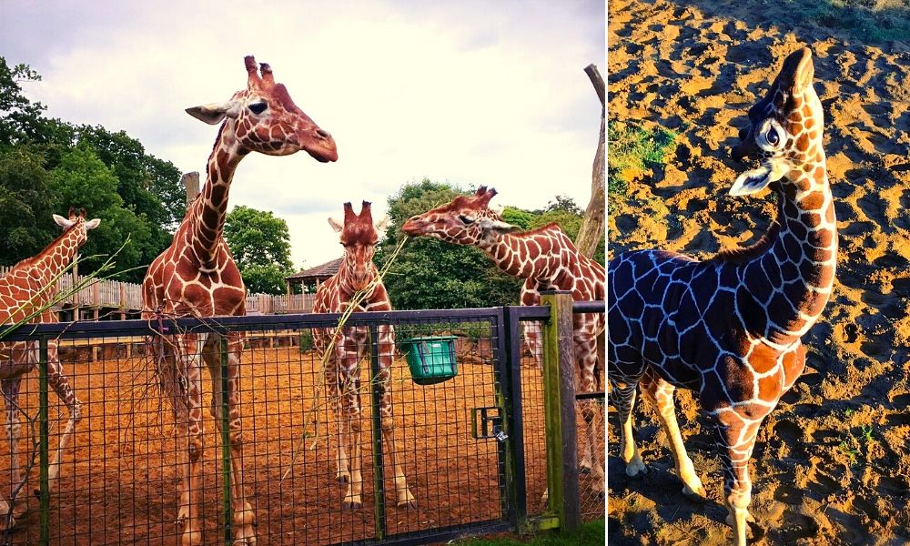 The Giraffes at Whipsnade Zoo