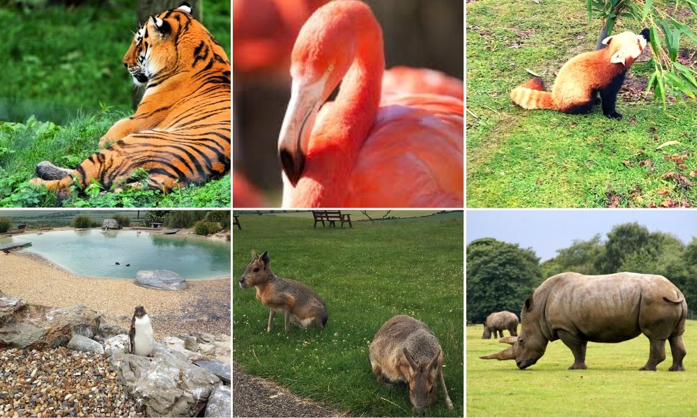 The animals of Whipsnade Zoo