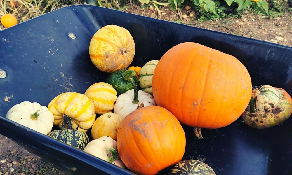 different pumpkin and squash varieties