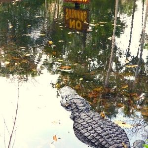 Alligators at Homosassa Springs