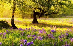 The 10 Most Beautiful Bluebell Woods In The UK