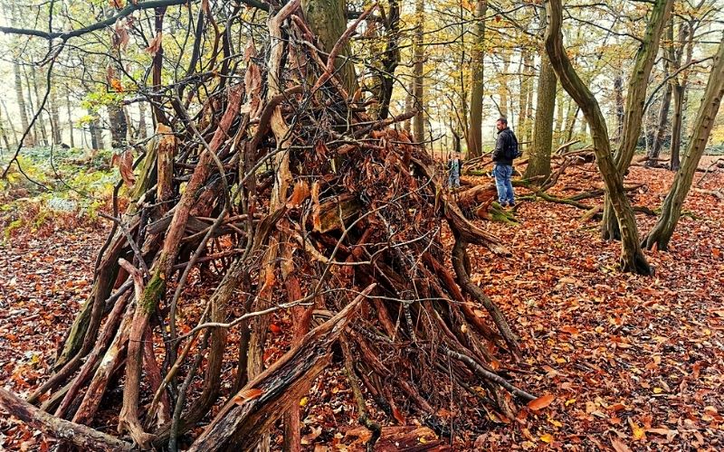 Den building in the woodland areas