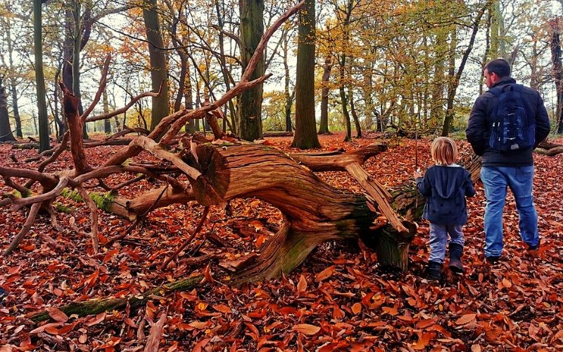 Den building materials in the woods