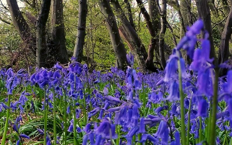 Kinclaven Bluebell Wood