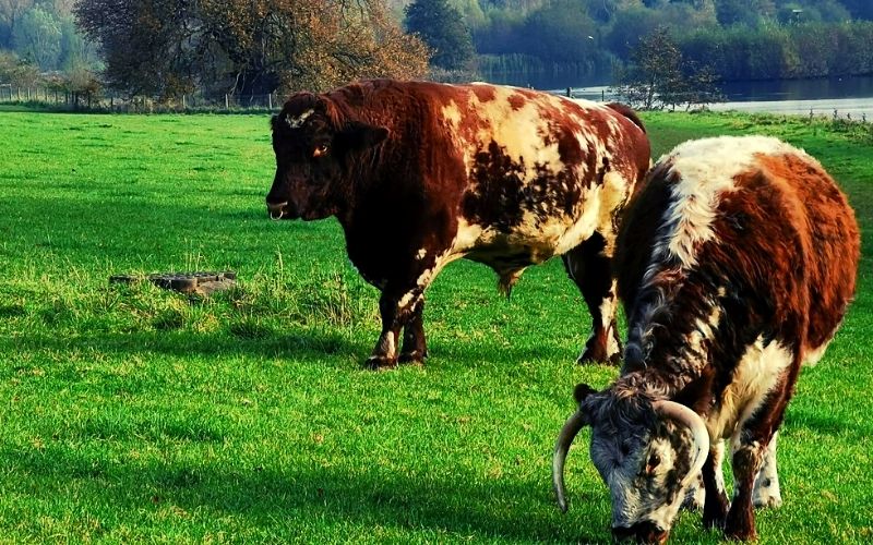 Longhorn Cattle at Panshanger Park