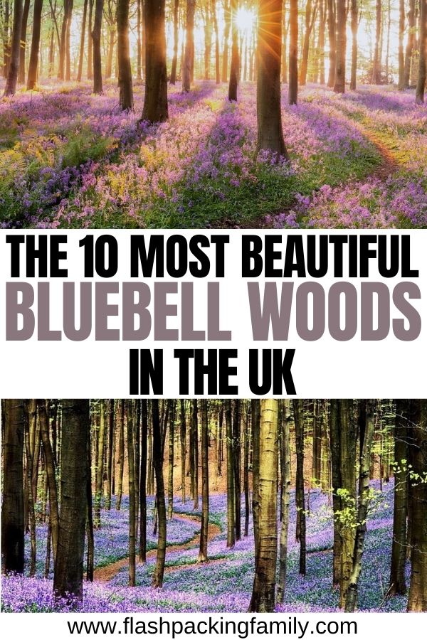The 10 Most Beautiful Bluebell Woods in the UK