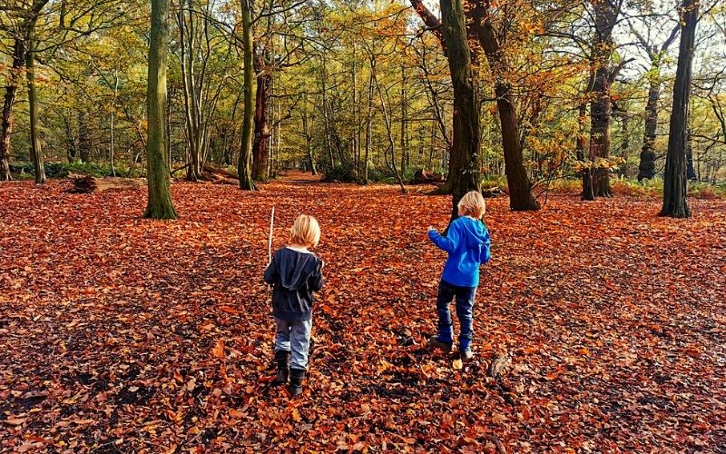 Woodland area at Panshanger Park