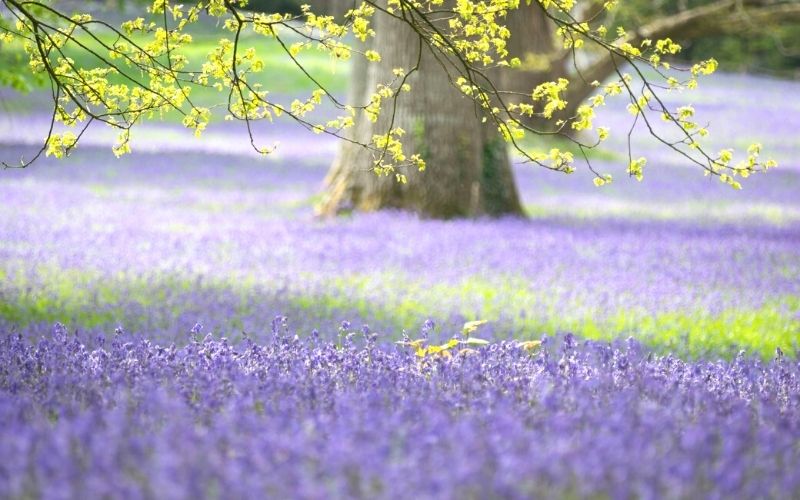 Bluebell woods in Hertfordshire 