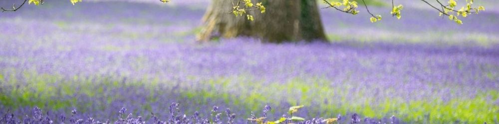 Bluebell woods in Hertfordshire