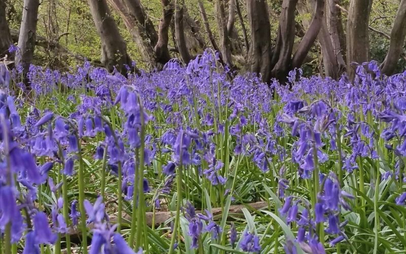 Broxbourne Wood bluebells