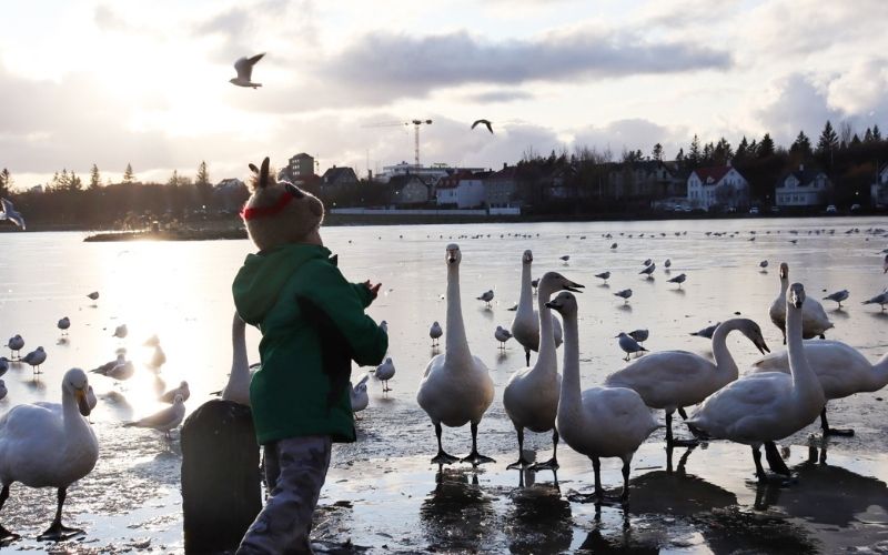 Bird feeding is one of the unusual things to do in Reykjavik