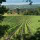 Vines growing at a Kent vineyard.