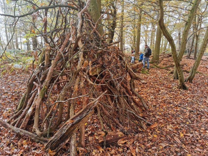 Building dens in the woods.