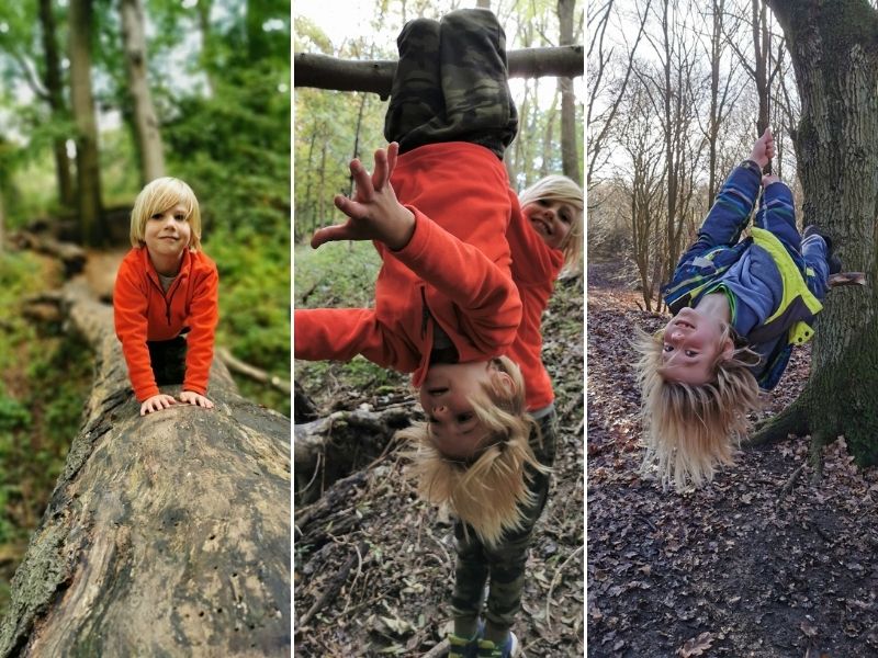 Kids climbing in the trees in nature's playground.