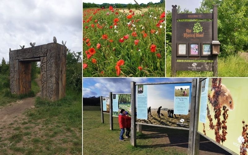 Enjoying Herfordshire walks for families at Heartwood Forest.