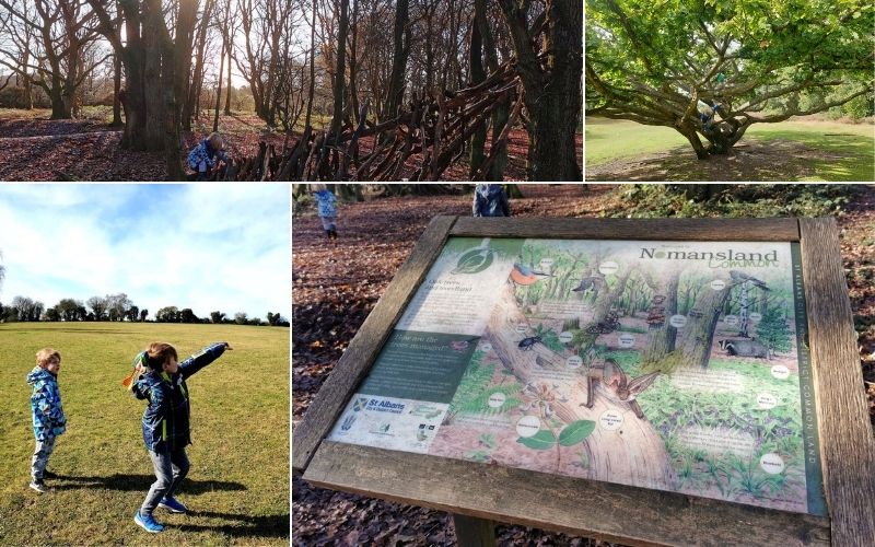 Exploring Nomansland Common in Hertfordshire.