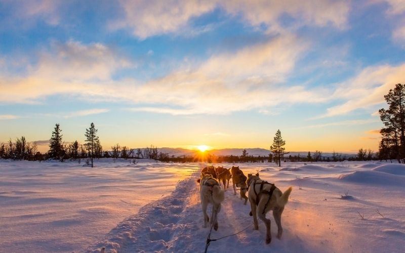 Husky sledding in Lapland in the winter.