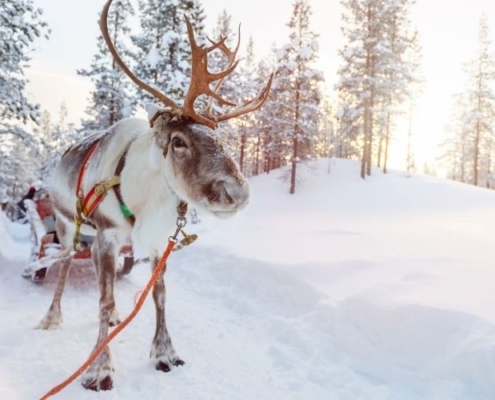Organise your own Reindeer safari in Finnish Lapland on cheap Lapland holidays.