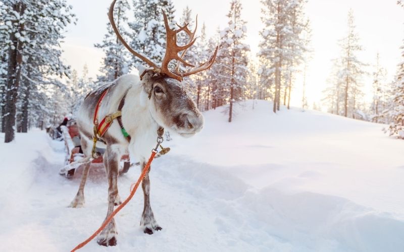 Organise your own Reindeer safari in Finnish Lapland on cheap Lapland holidays.