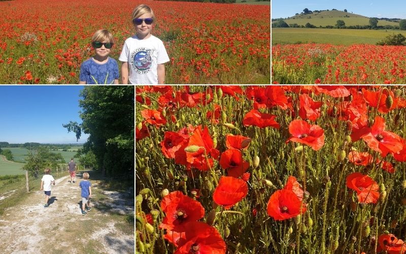 Pegsdon Hills and Hoo Bit Nature Reserve in Hertfordshire in the summer with poppies blooming.