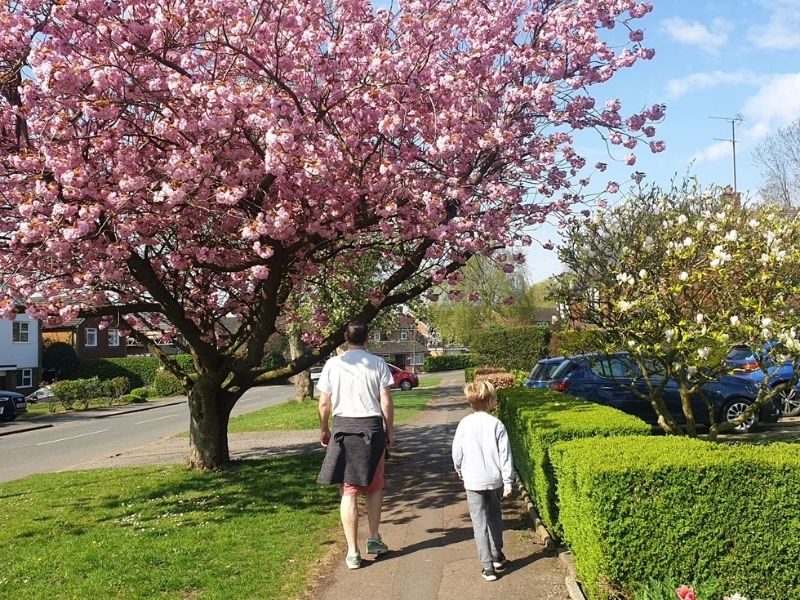 Searching for cherry blossom in Spring.