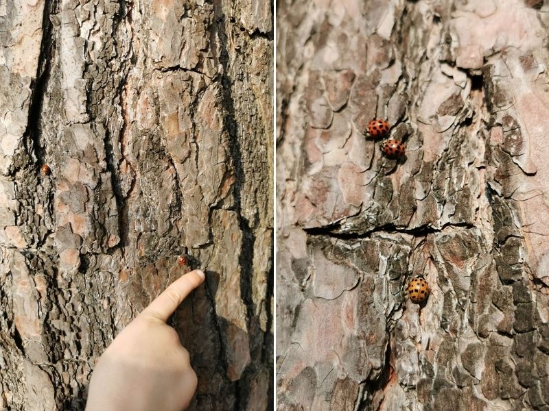 Spotting bugs and insects outdoors.