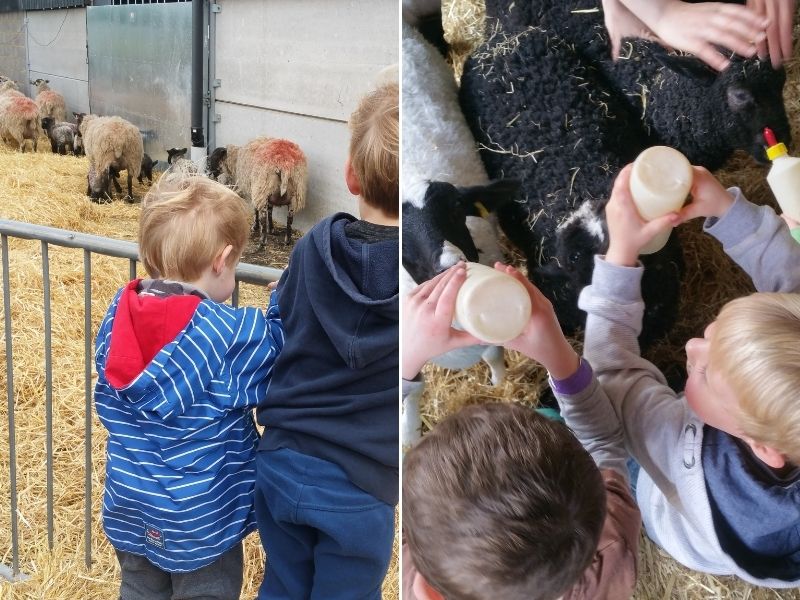 Visiting lambs on a farm.