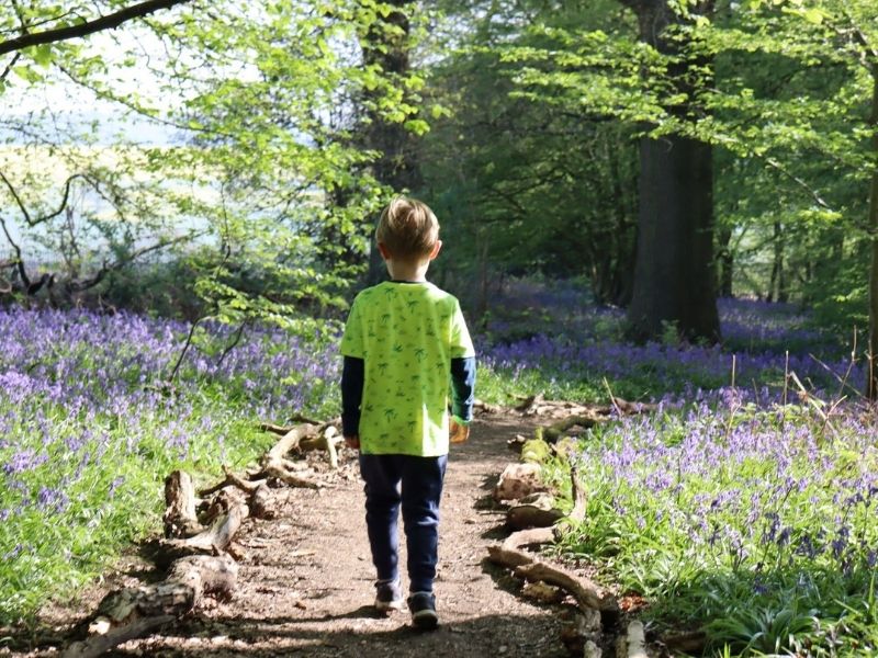 Walking in bluebell woods.