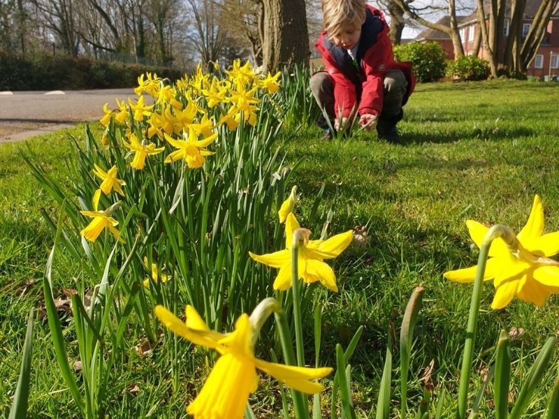 daffodils.