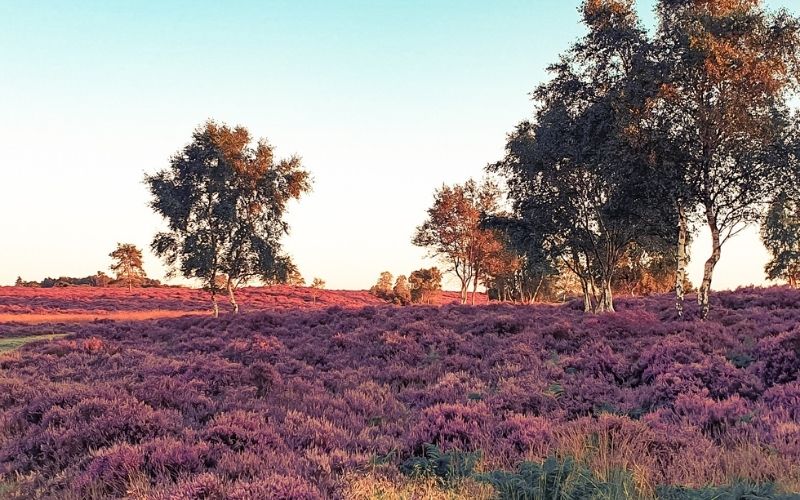 A swathe of purple heather on Dunwich Heath in the summer.