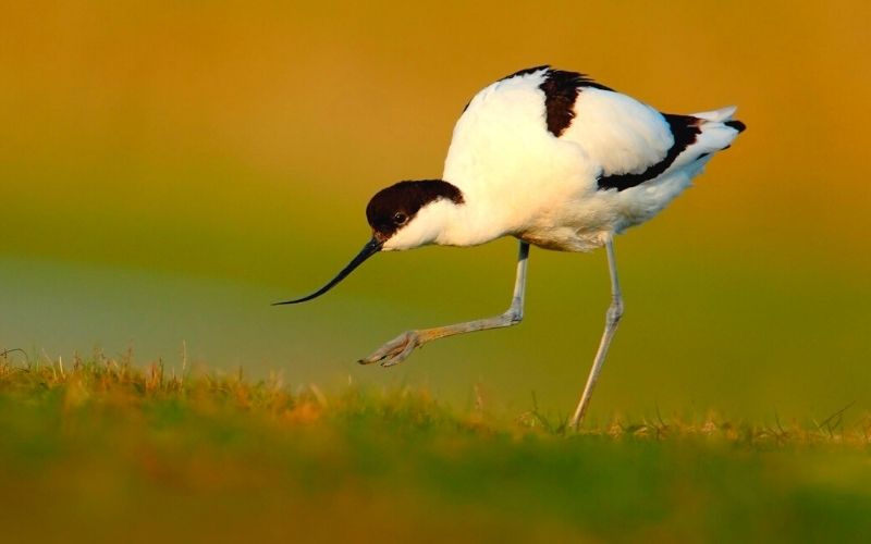 Avocet at RSPB Minsmere.