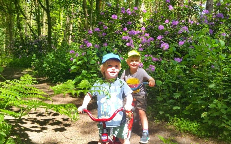 Kids on bikes in a forest of rhododendrons.