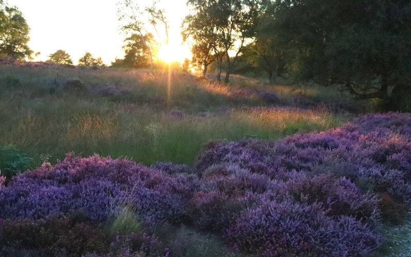 Purple heather at sunset on Dunwich Heath.