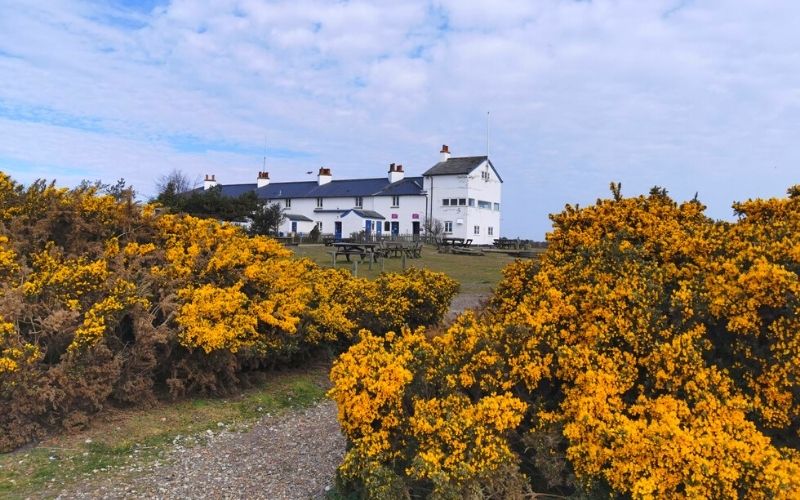 Yellow gorse at Dunwich Heath.