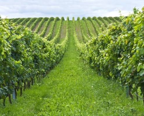Rows of vines in a vineyard.