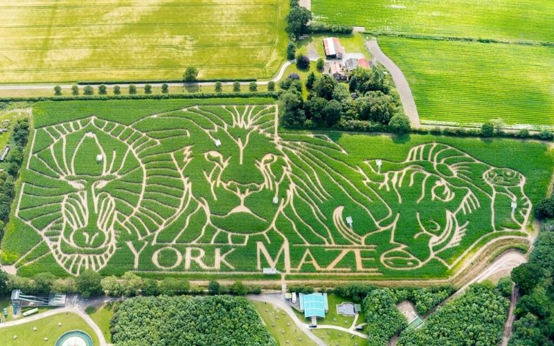 York Maize Maze.