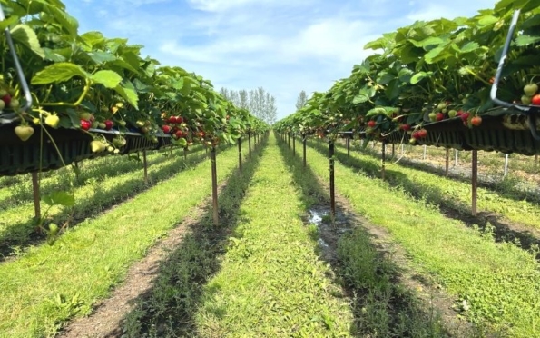 coppice fruit farm