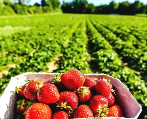 picking strawberries at a pick your own farm.