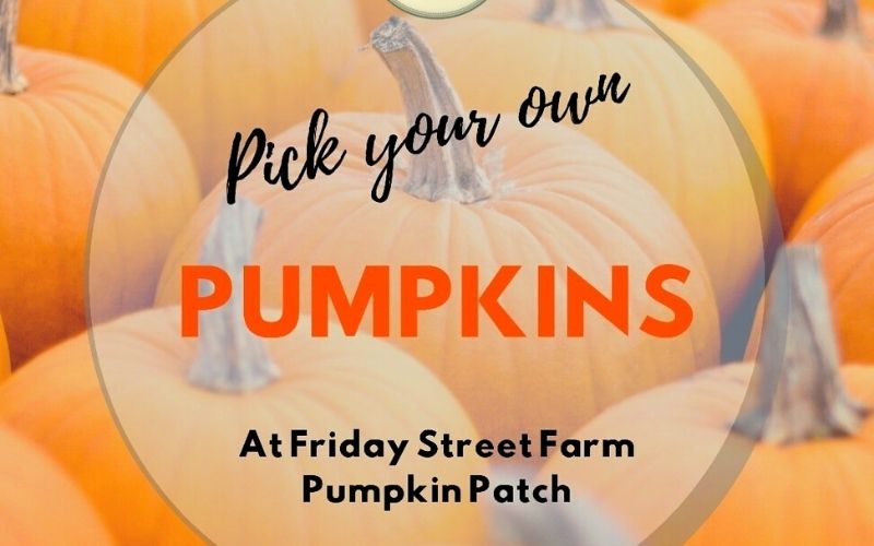 Friday Street PYO Pumpkin Picking in Suffolk