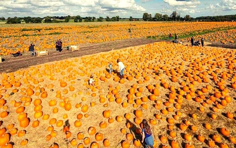 Undley Farm Pumpkin Patch & Maize Maze