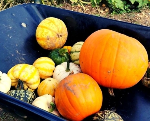 pumpkins in a wheelbarrow