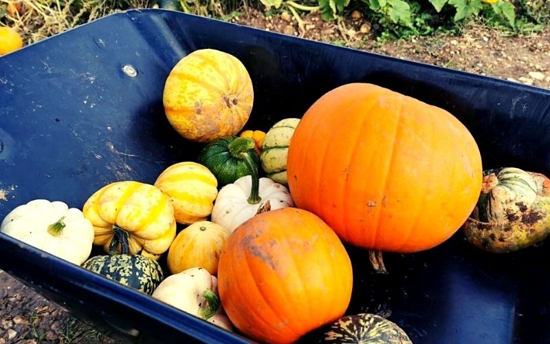 pumpkins in a wheelbarrow