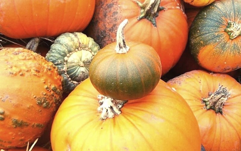 Pile of pumpkins at a PYO Pumpkinn patch in Norfolk.